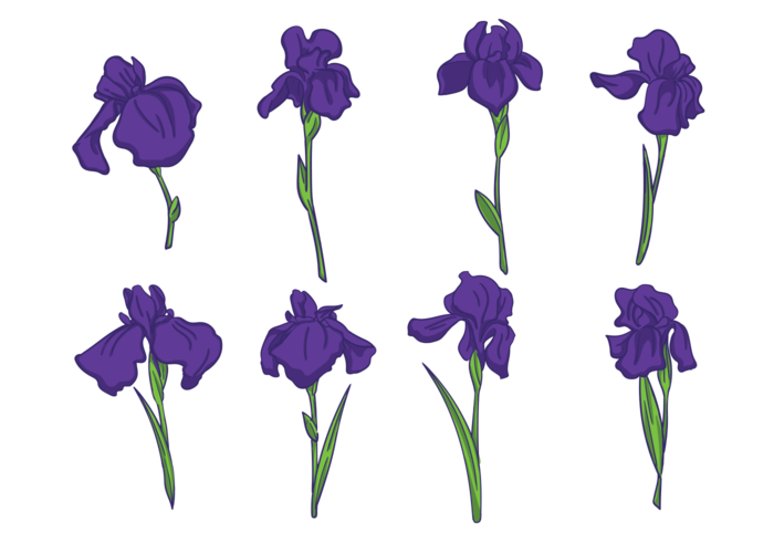 Iris-Blumen-Vektoren vektor