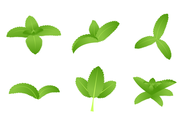 Grüner Stevia-Vektor vektor