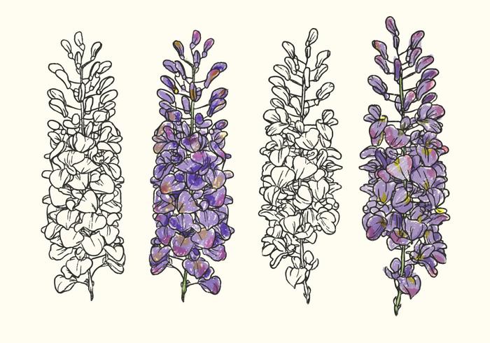 Hand Drawn Wisteria Blume Vektor Illustration