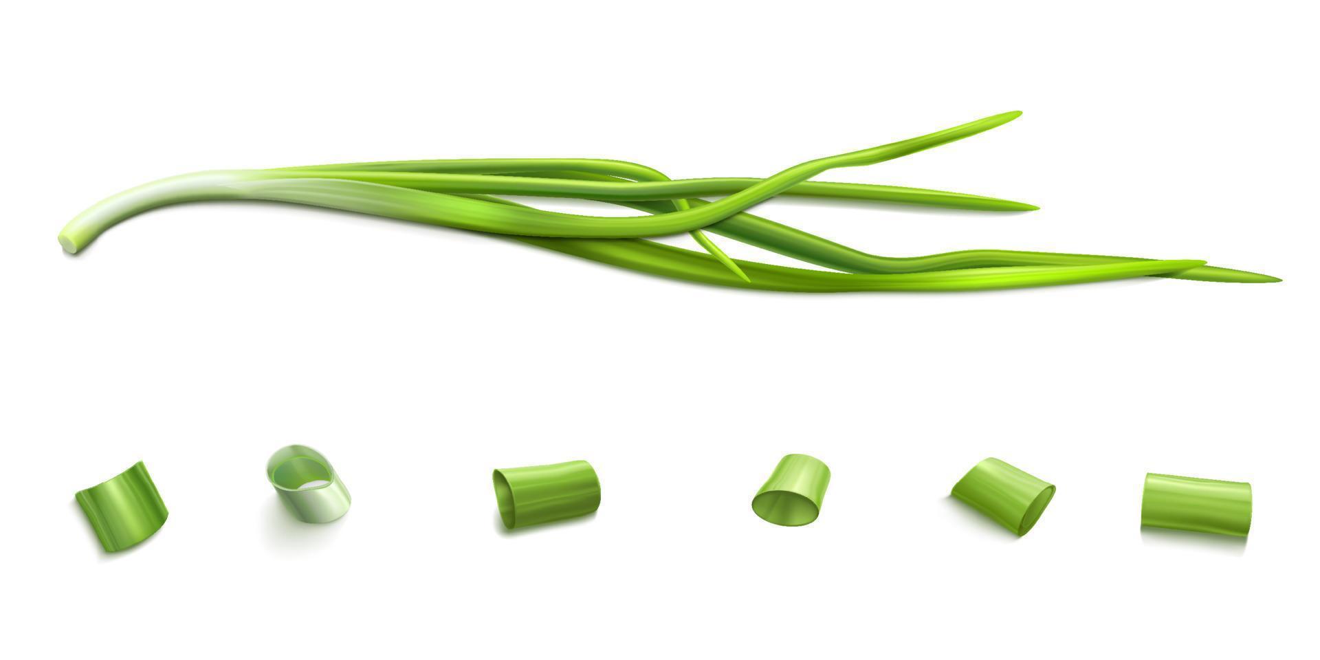 gräslök knippa och skära skivor grön lök eller vitlök vektor