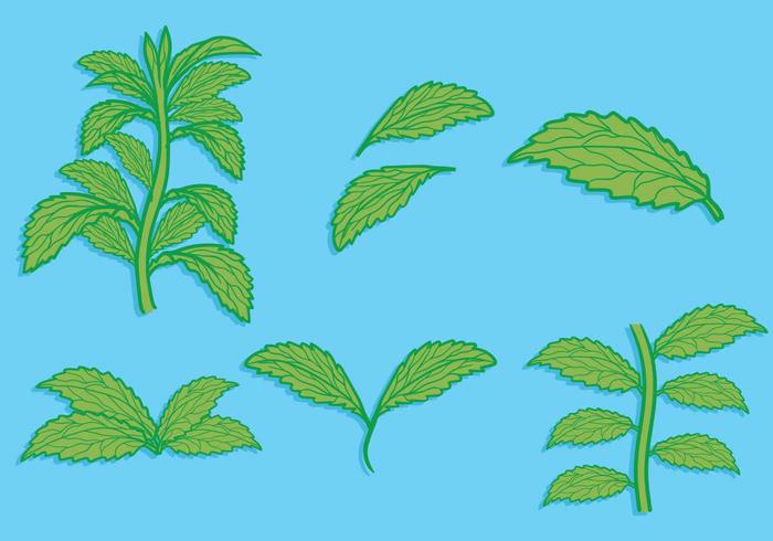 Stevia blad handgjorda illustration uppsättning vektor