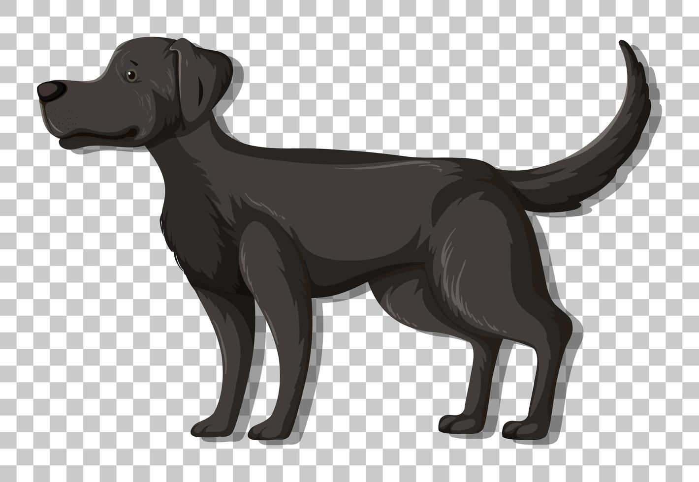 schwarzer Labrador Retriever in stehender Position Zeichentrickfigur isoliert auf transparentem Hintergrund vektor