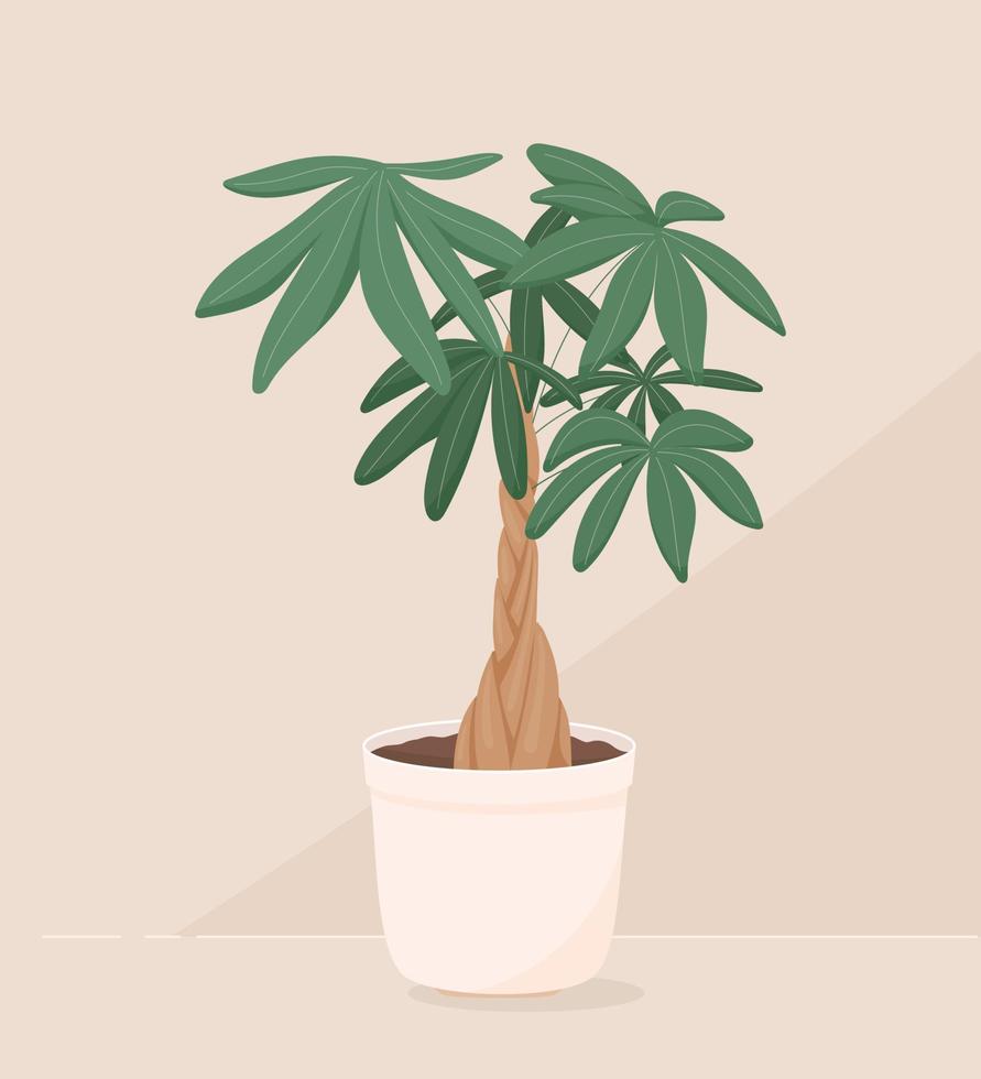 vektor trendig illustration av Hem växt i en pott. pengar bonsai eller pachira aquatica. trä- trunk och stor grön löv. objekt för dekoration.