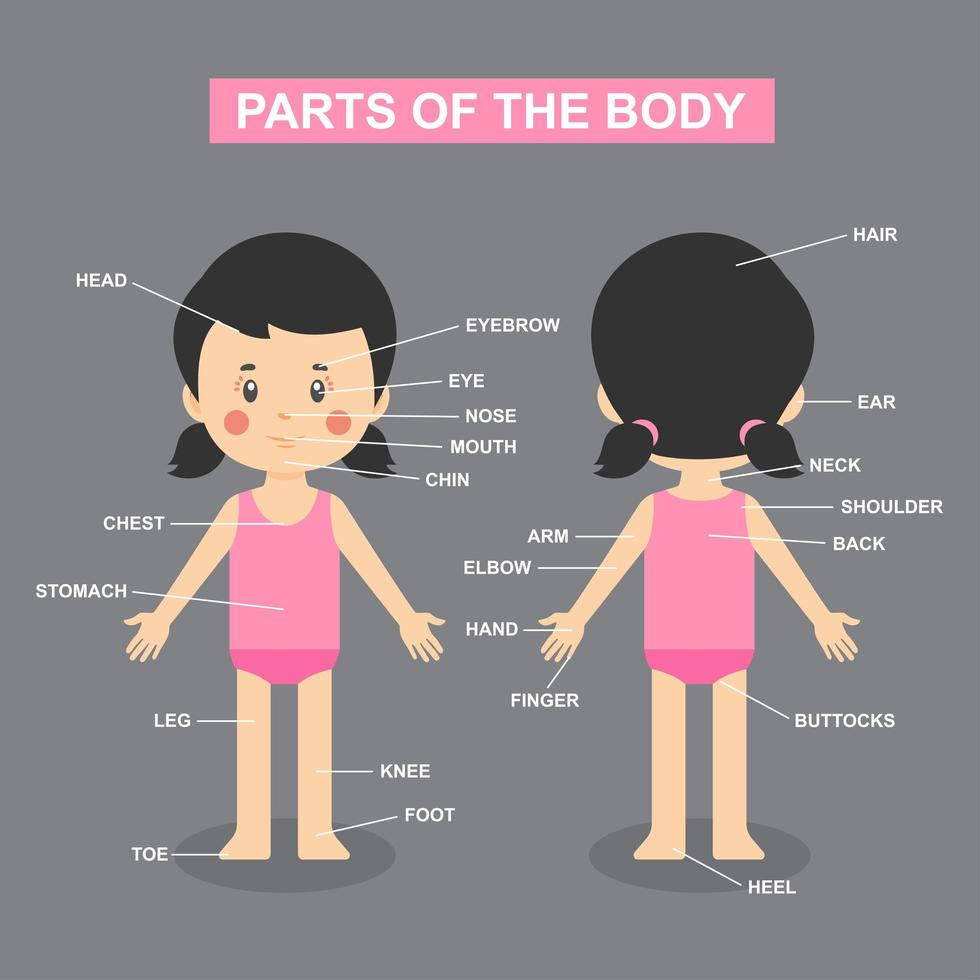 kroppsdelar diagram med flicka vektor