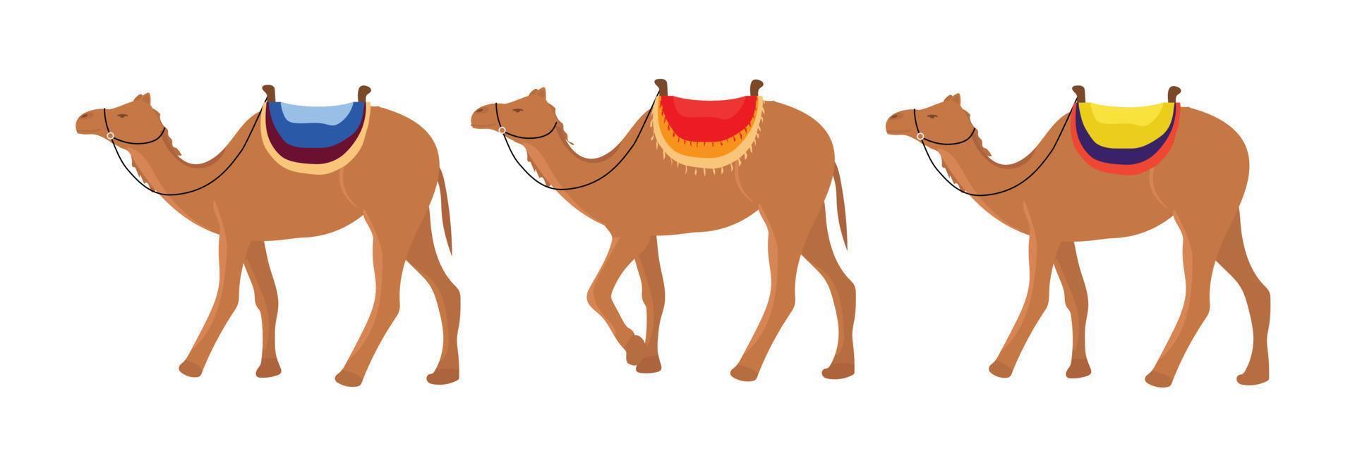 uppsättning av kameler. kameler är gående i linje. vektor illustration.