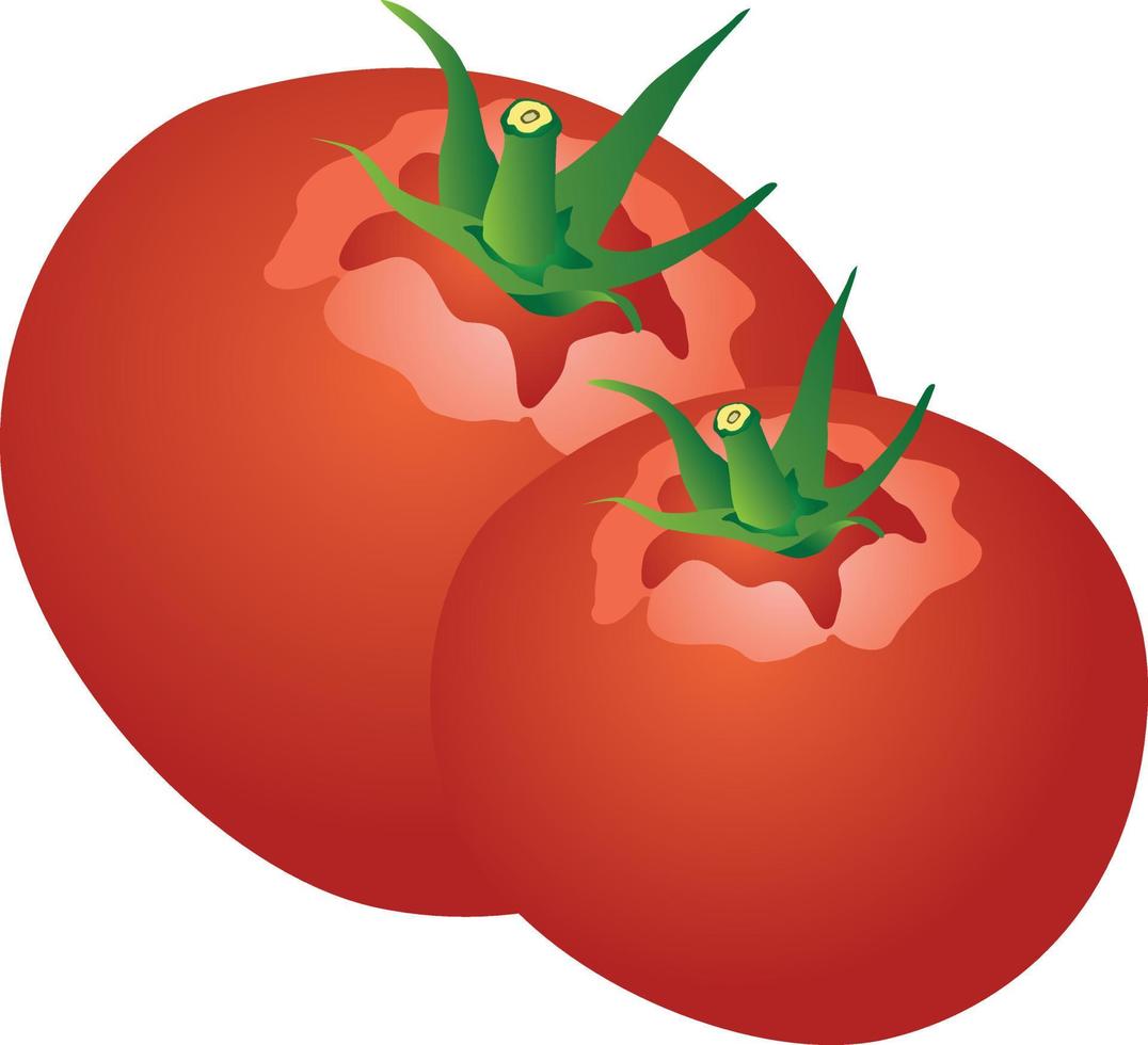 isolierte illustration des frischen tomatenvektors vektor