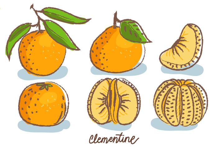 Clementine Doodle Sketch Vector Illustration