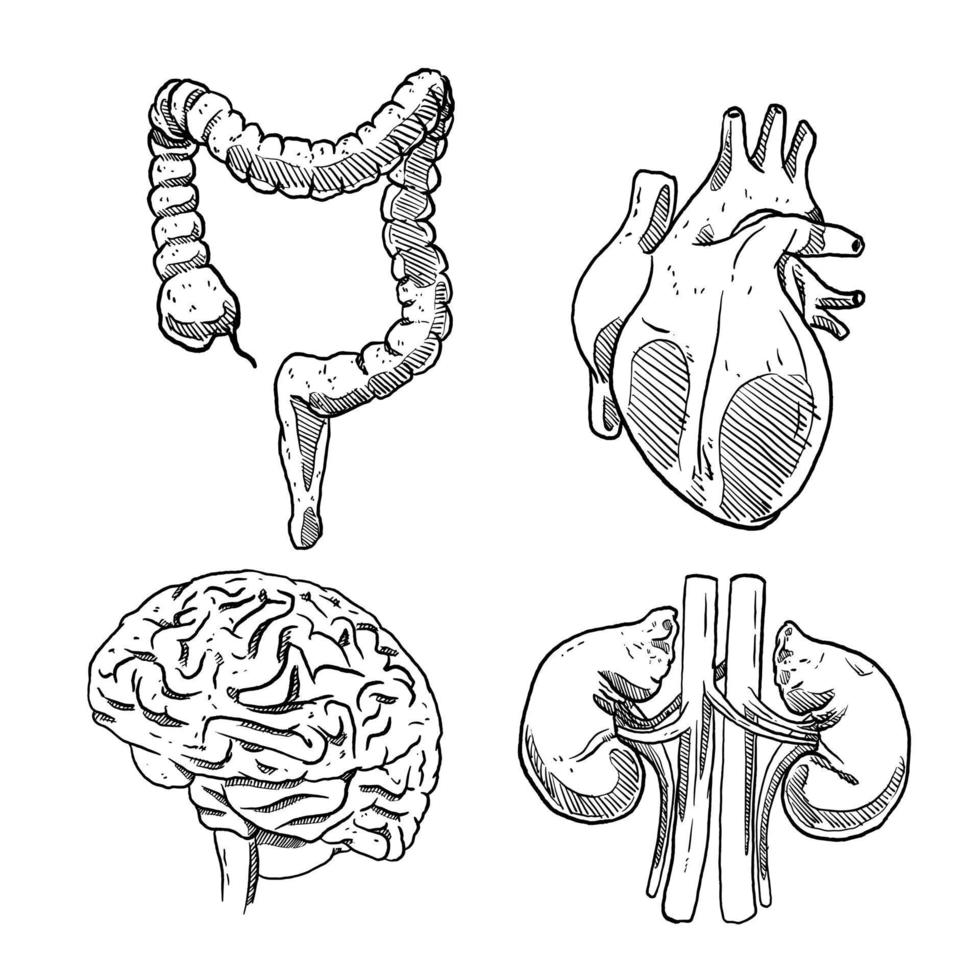Satz von Skizzen und handgezeichneten menschlichen Organen, Gehirn, Niere, Darm und Herz vektor