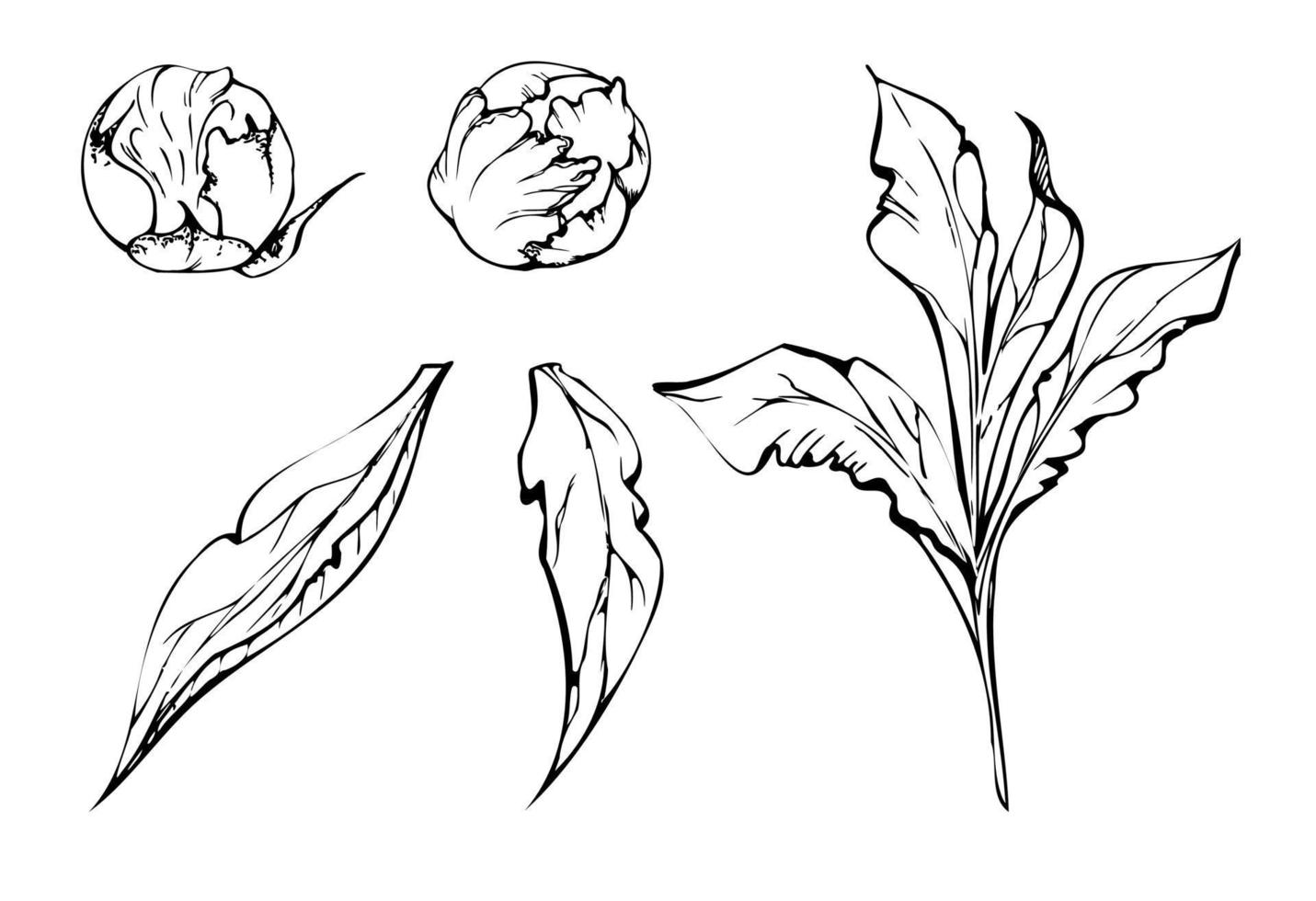 uppsättning av hand dragen vektor element med pion blommor, knoppar och löv. isolerat på vit bakgrund. design för inbjudningar, bröllop eller hälsning kort, tapet, skriva ut, textil-