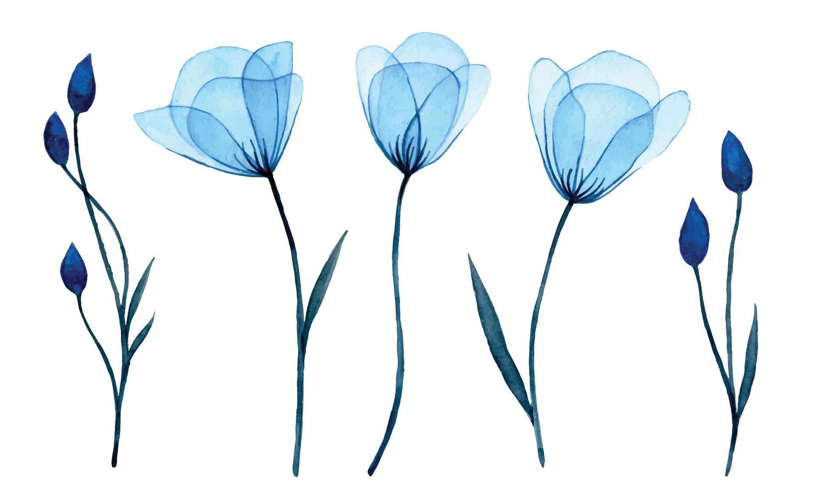 Aquarellzeichnung. transparente blaue Blüten und Glockenblumenknospen. zarte illustration set clipart. Röntgen vektor