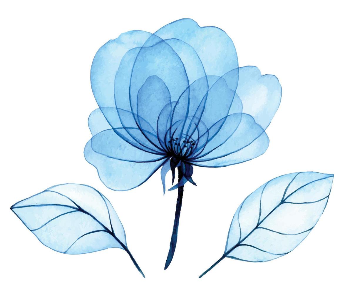 Aquarellzeichnung. transparente blaue Pfingstrosenblüten und -blätter. zarte Abbildung. Röntgen vektor