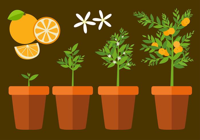 Clementine Pflanze Free Vector