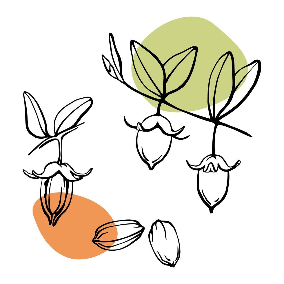 jojoba frön, nötter, löv på gren klotter vektor teckning. översikt botanisk illustration med grön och drunkna Färg fläckar. hand dragen design element för organisk kosmetika och jojoba olja.
