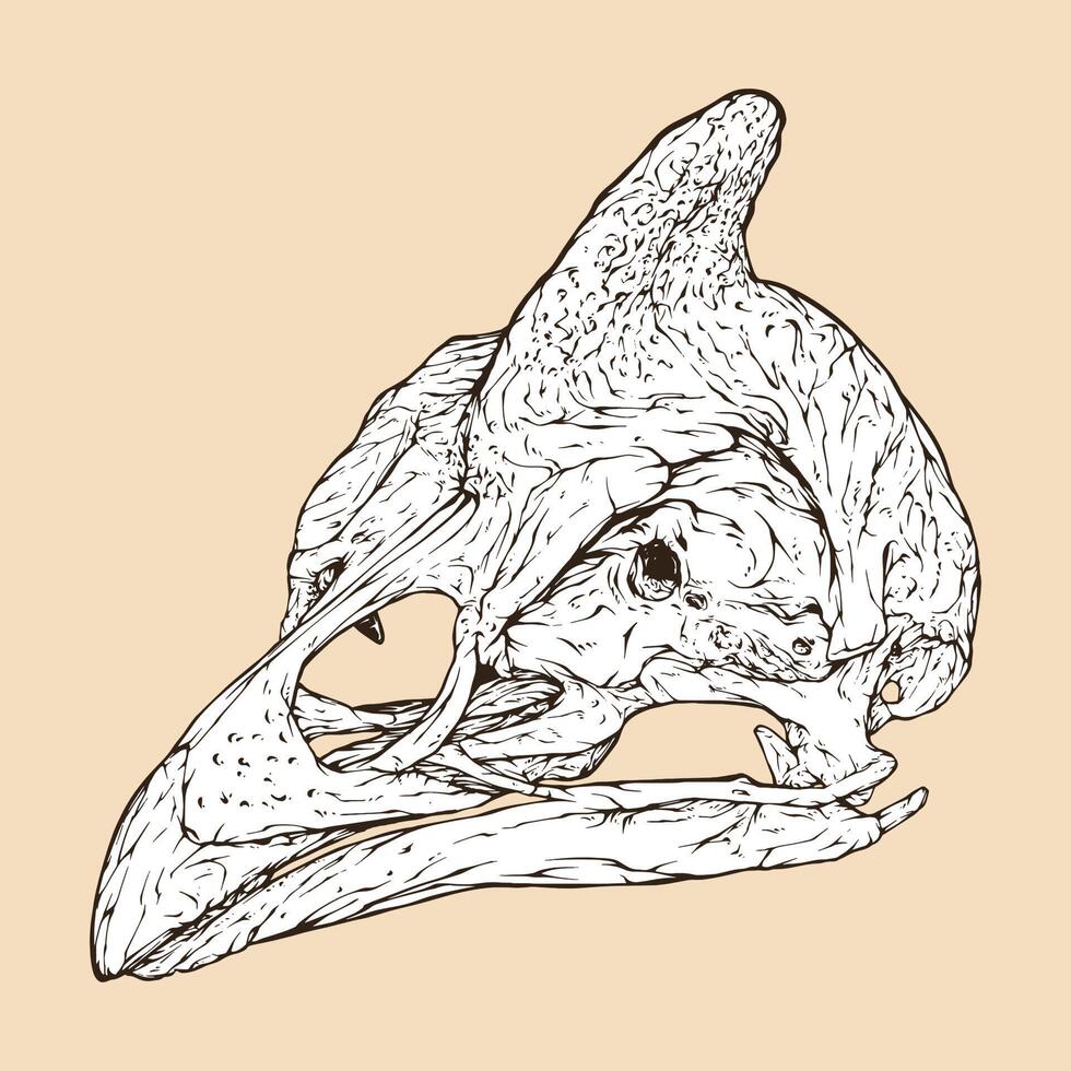 behelmter Perlhuhn-Schädel-Kopf-Vektor-Illustration vektor