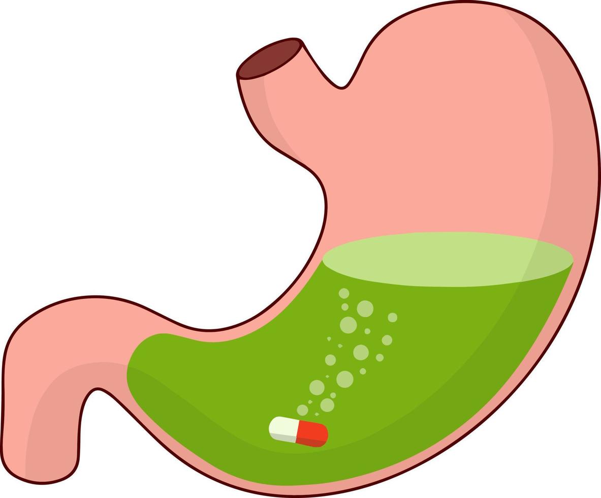 Magen und Pille. auflösendes Medikament. Krankheit des menschlichen inneren Organs. flache illustration der karikatur. Medizin nehmen. medizinische Versorgung. Schmerzen im Bauch. Kapsel und Verdauung. orale Zubereitungsanwendung vektor