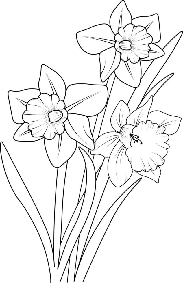 handgezeichnete narzissen, narzissenblumenstrauß vektorskizzenillustration gravierte tintenkunst botanische blattzweigsammlung isoliert auf weißem hintergrund farbseite und bücher. vektor