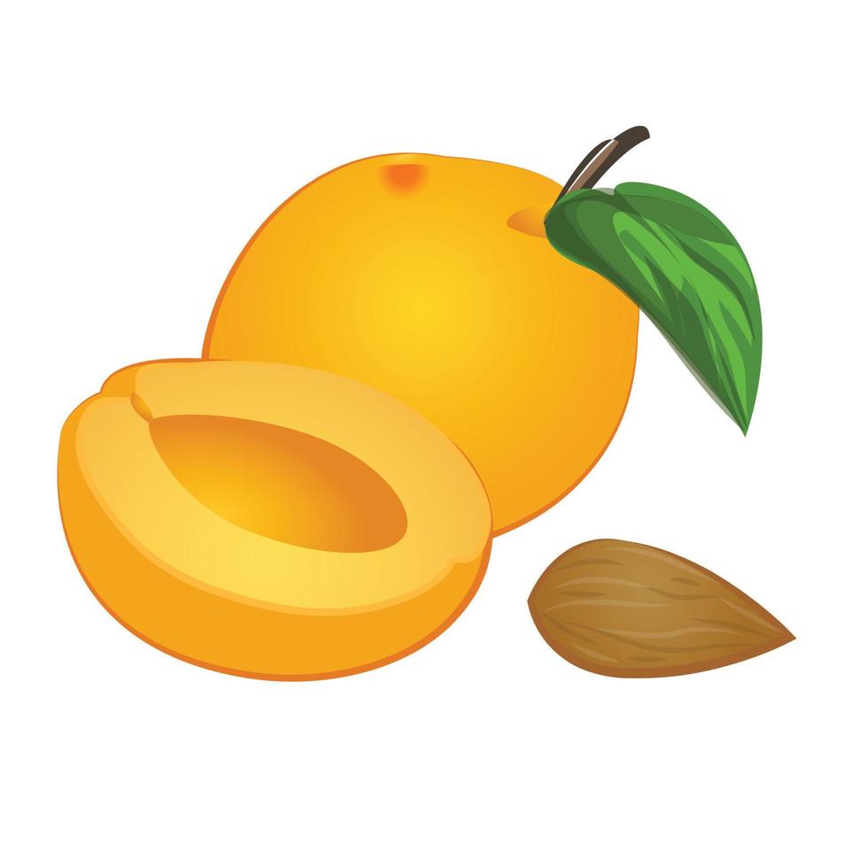 Aprikosen-Symbol-Cartoon-Vektor schneiden. Essen Obst vektor