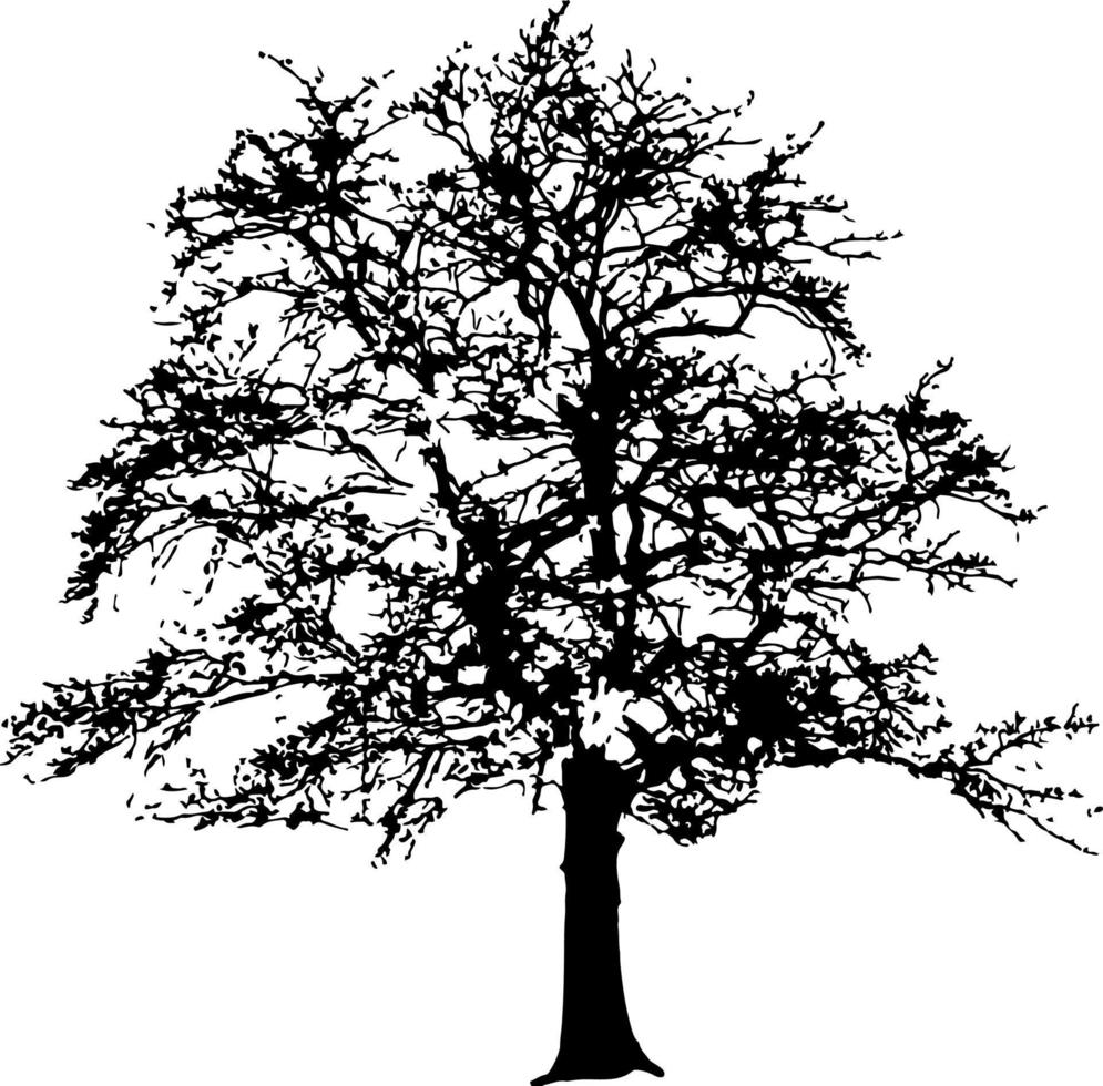Silhouette von Bäumen für die Website, zum Drucken. Vektorgrafik-Illustration vektor