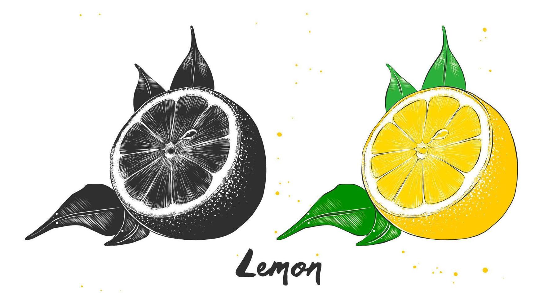 hand dragen skiss av citron- frukt i svartvit och färgrik. detaljerad vegetarian mat teckning. vektor