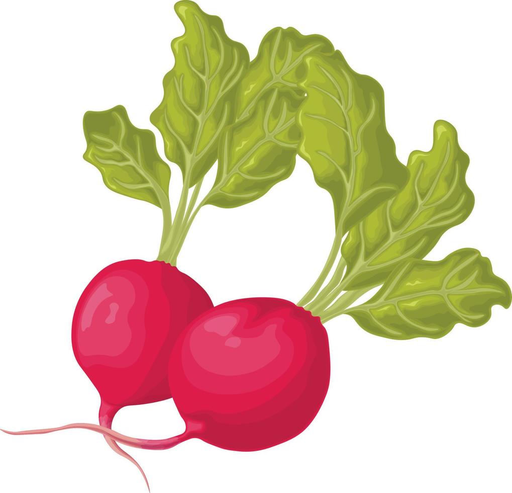 rädisa. bild av en mogen rädisa med löv. färsk rädisa. vitamin produkt av de vegetabiliska trädgård. organisk vegetarian produkt. vektor illustration isolerat på en vit bakgrund