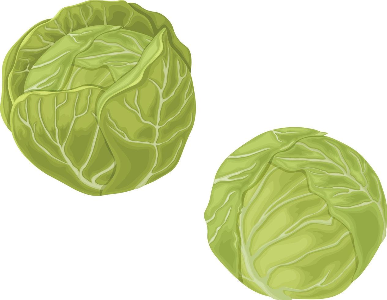 kål. bild av en kål huvud. en mogen kål. grönsaker från de trädgård. organisk mat. vektor illustration isolerat på en vit bakgrund