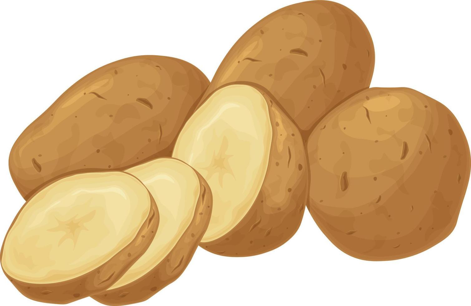 Kartoffel. Kartoffelknollen. ein reifes Gemüse. Vegetarisches Produkt. geschnittene Kartoffeln. Vektor-Illustration isoliert auf weißem Hintergrund vektor