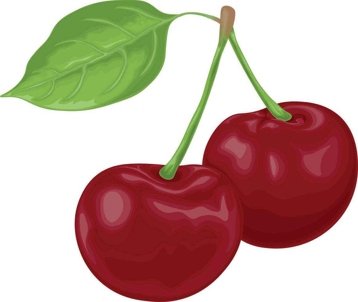 körsbär. ett bild av en mogen röd körsbär. röd körsbär bär med en grön blad. trädgård bär. vektor illustration isolerat på en vit bakgrund