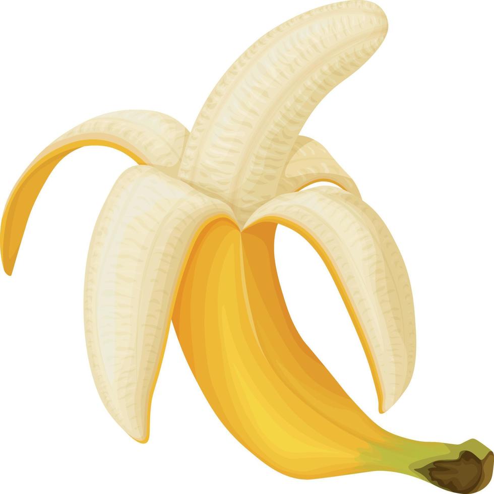 Banane. Bild einer geschälten Banane. reife tropische Früchte. Reife Banane. Vektor-Illustration isoliert auf weißem Hintergrund vektor