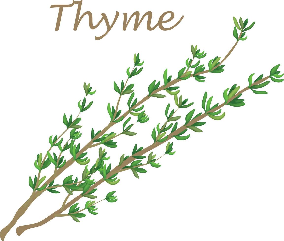 Thymian. Bild von Thymianzweigen mit grünen Blättern. eine würzige Heilpflanze. eine Pflanze zum Würzen und Kochen. Vektor-Illustration vektor