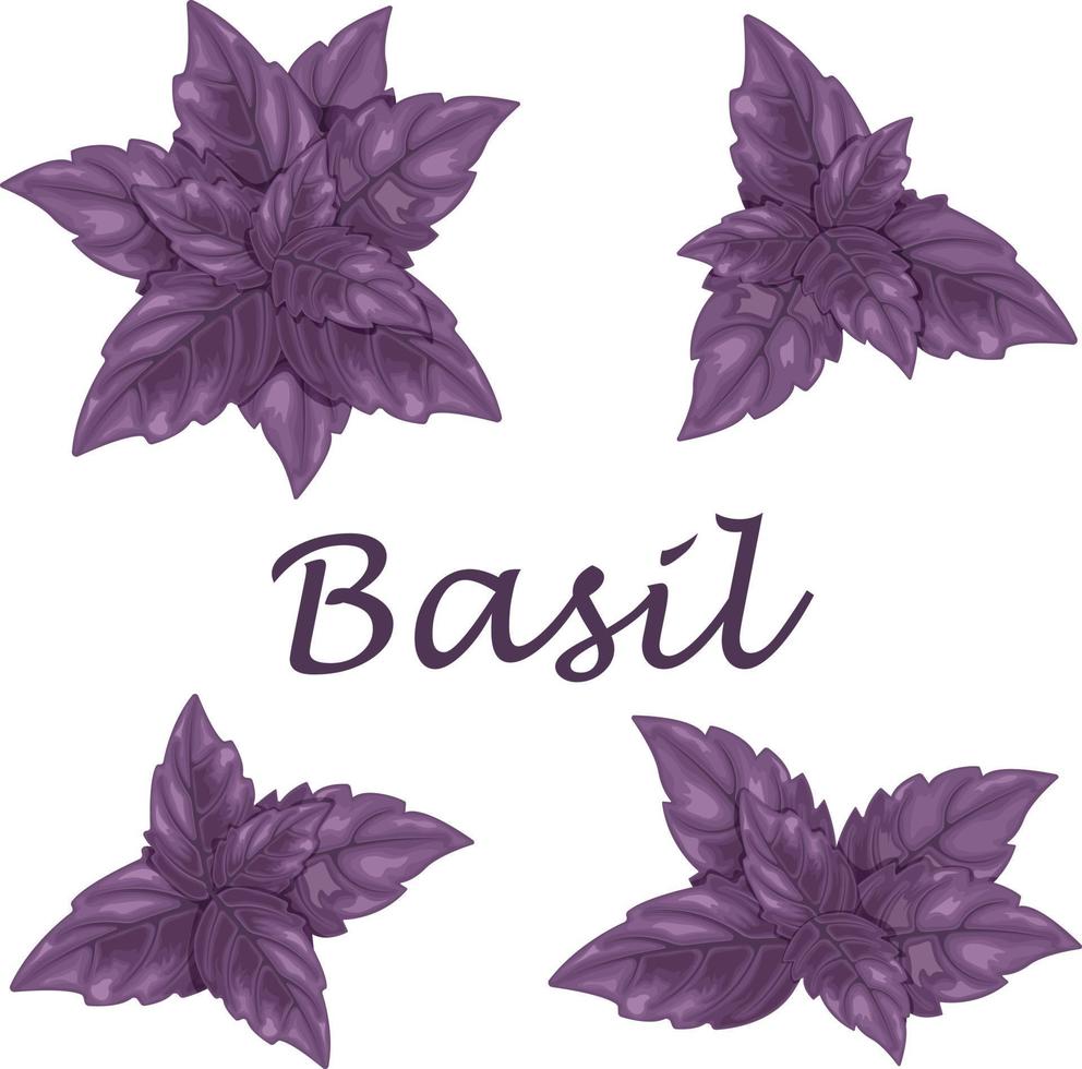 basilika. lila basilika löv. en doftande växt för krydda. vektor illustration isolerat på en vit bakgrund