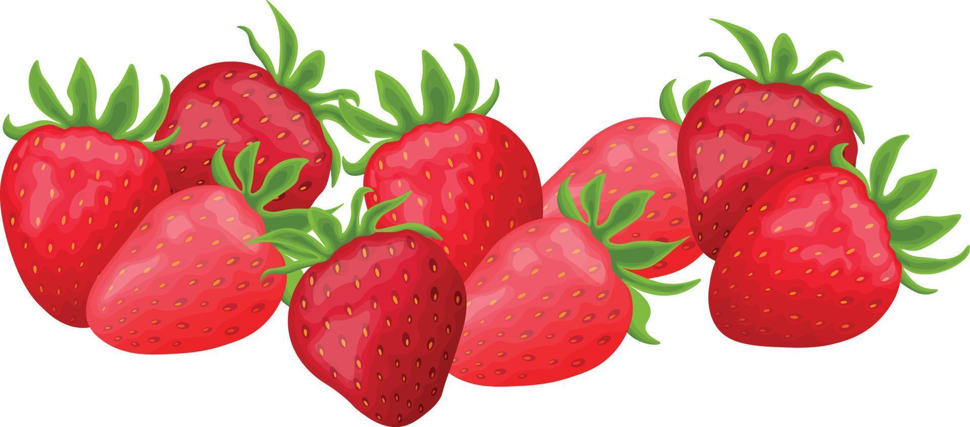 Erdbeere. Bild von reifen roten Erdbeeren. süße Erdbeerbeeren. Sommer Beeren. Vektor-Illustration isoliert auf weißem Hintergrund vektor