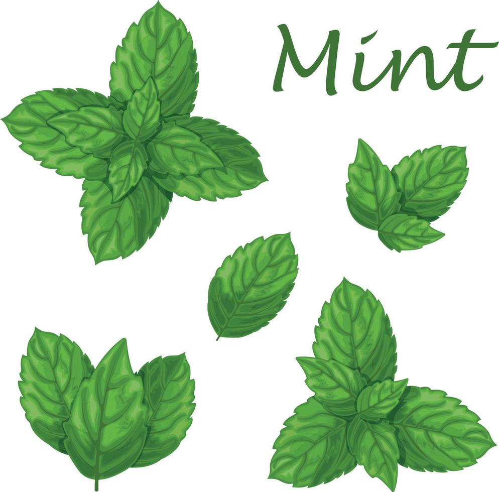 mynta. grön mynta löv. en doftande medicinsk växt för krydda. vektor illustration isolerat på en vit bakgrund