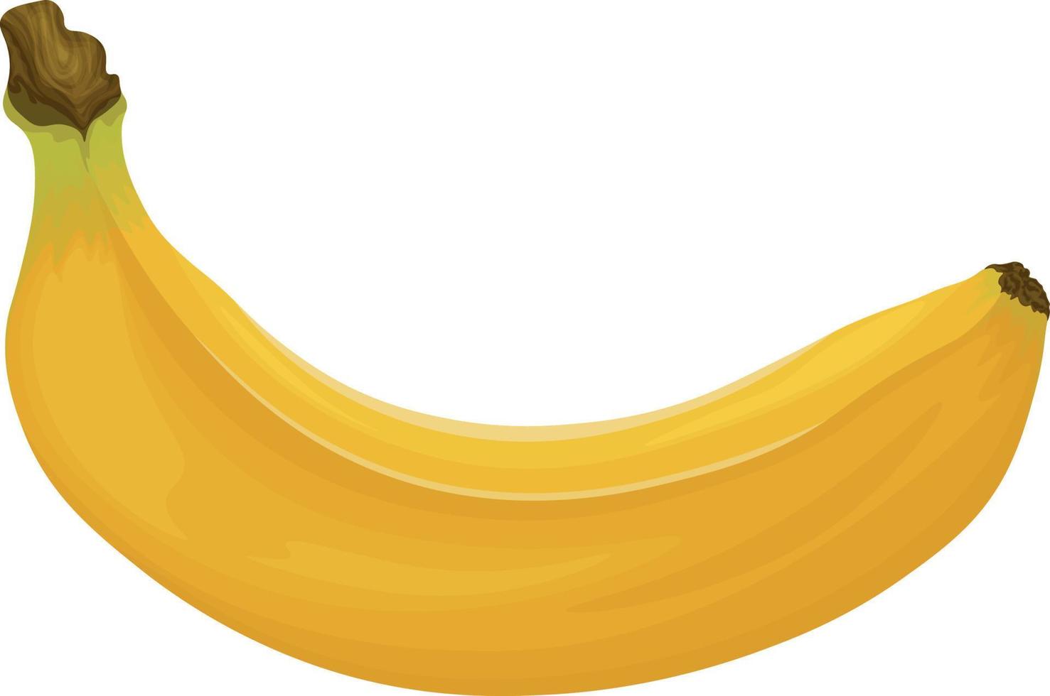 Banane. Bild einer Banane. reife tropische Früchte. Reife Banane. Vektor-Illustration isoliert auf weißem Hintergrund vektor