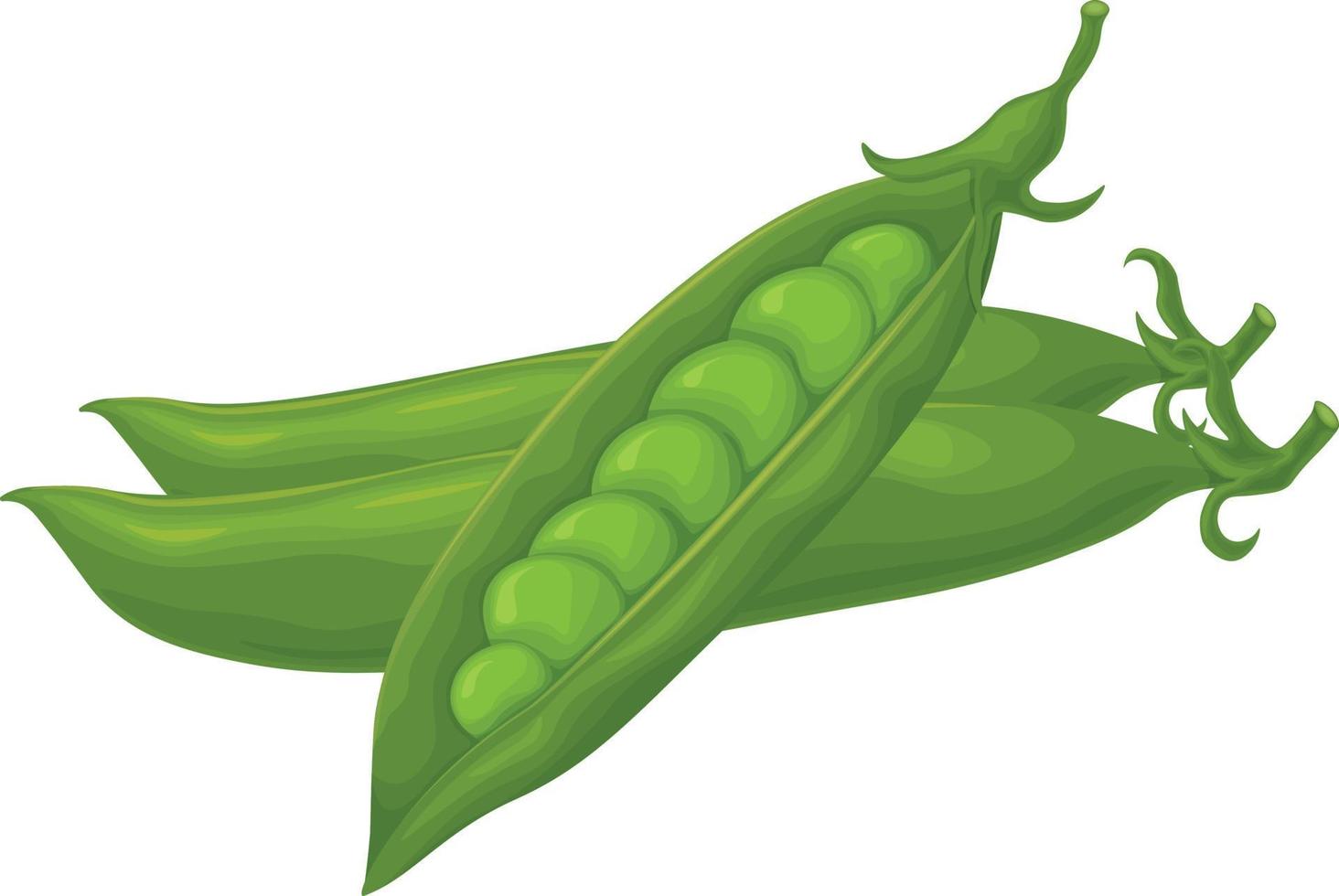 grön ärtor. färsk grönsak. ärtor från de trädgård. en mogen pod av grön ärtor. vektor illustration isolerat på en vit bakgrund