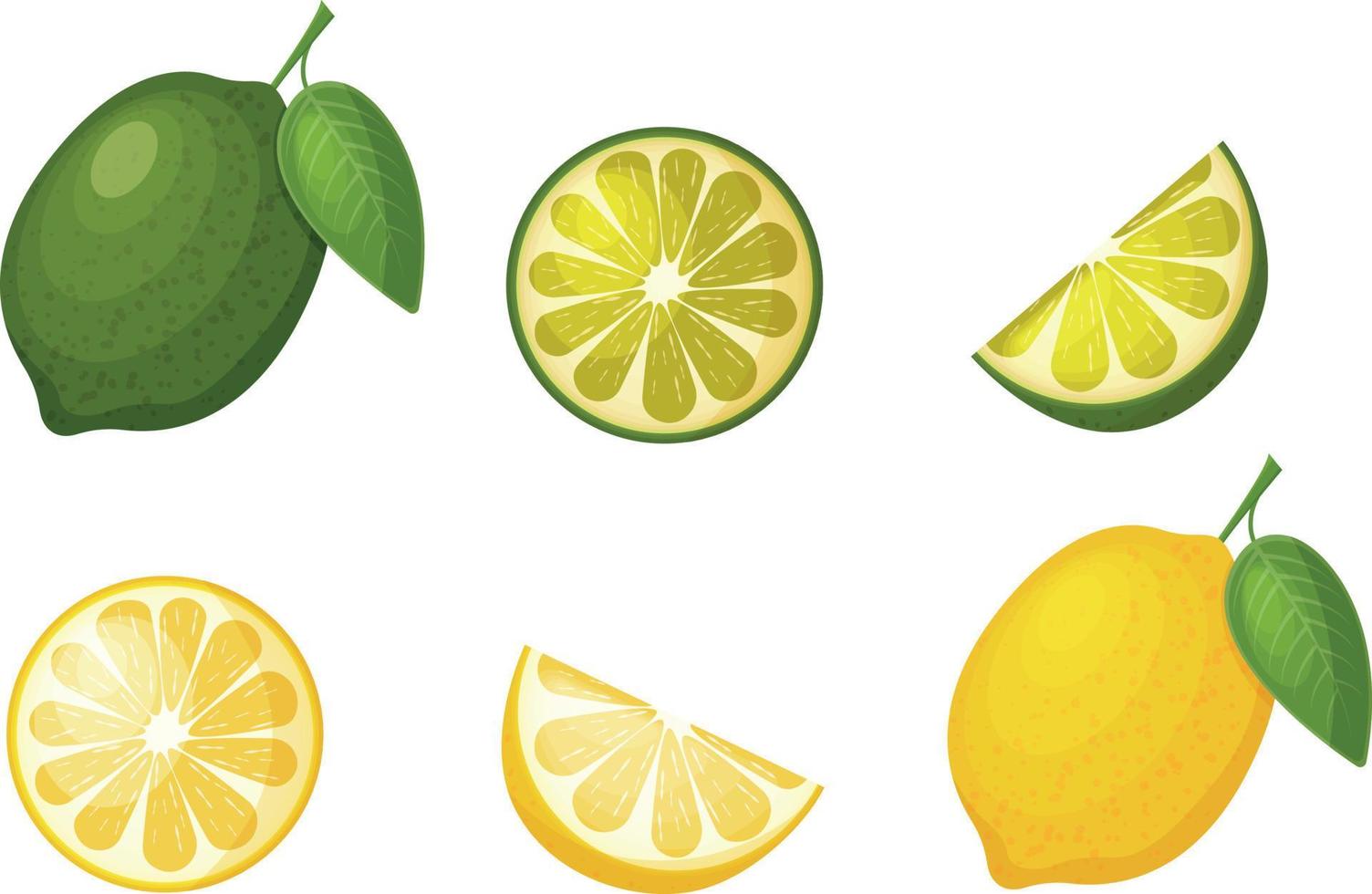 citrus- frukter. bild av citron- och kalk. skivad citron. halv en kalk. mogen citrus- frukt. vektor illustration isolerat på en vit bakgrund