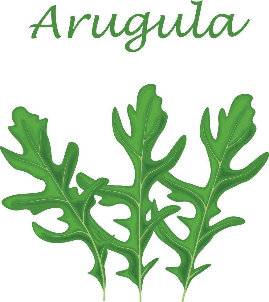 arugula grön arugula löv. en kryddad medicinsk ört för krydda. vektor illustration isolerat på en vit bakgrund