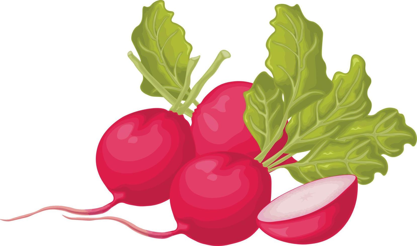 Rettich. Bild eines reifen Rettichs mit Blättern. frischer Rettich. Vitaminprodukt des Gemüsegartens. vegetarisches Bio-Produkt. Vektor-Illustration isoliert auf weißem Hintergrund vektor