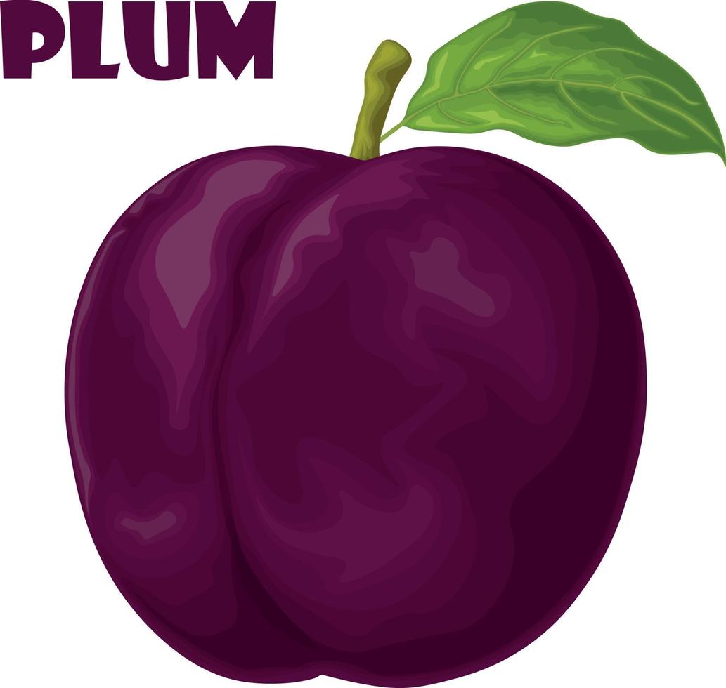 Pflaume. dunkelviolette Pflaume. frische süße Pflaume. reife saftige Pflaumenbeere. vegetarisches Bio-Produkt. Vektor-Illustration isoliert auf weißem Hintergrund vektor