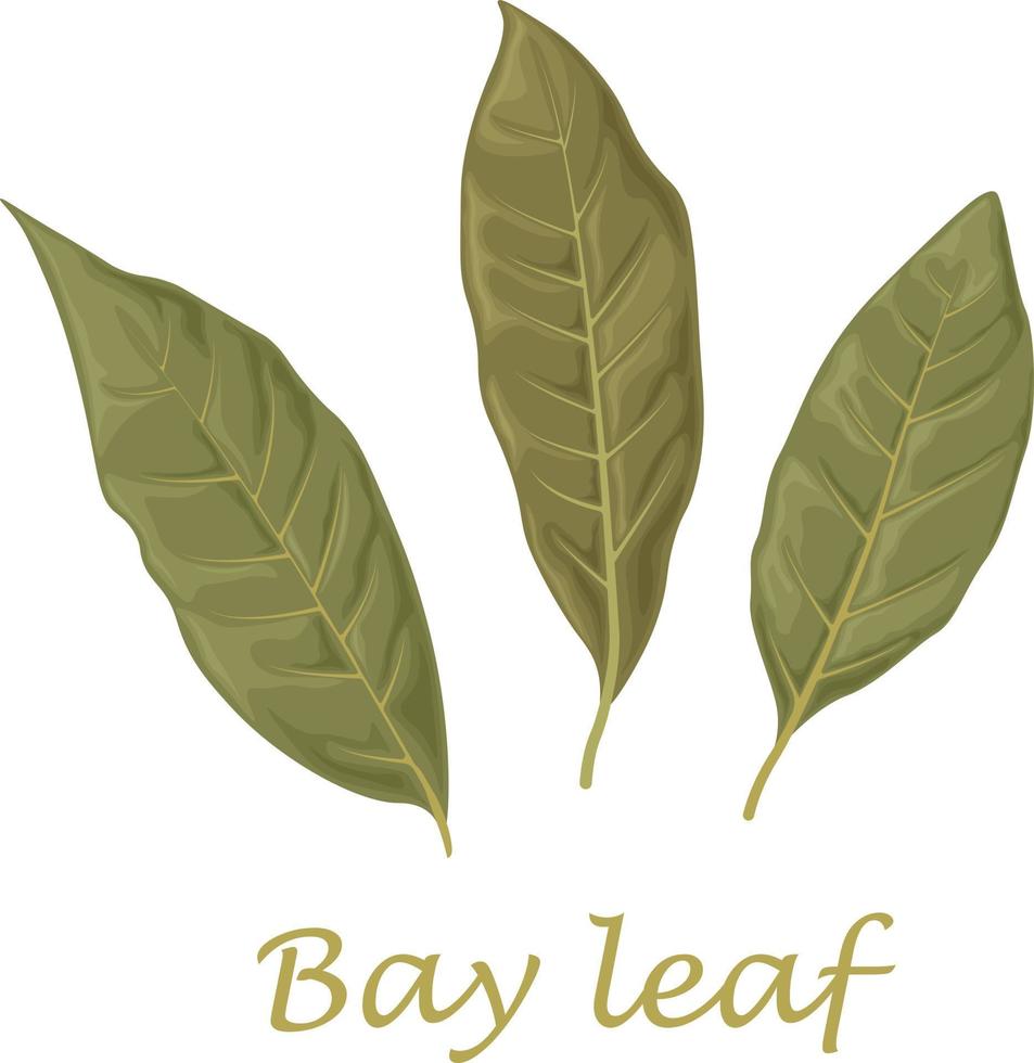 bukt blad. torkades laurel löv. torkades bukt löv. löv för krydda. vektor illustration