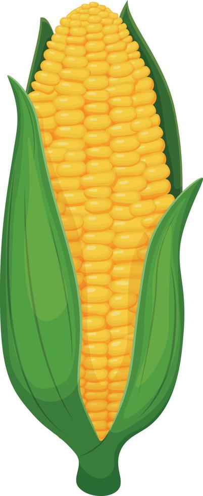 Mais. eine Ähre aus reifem gelbem Mais, eingewickelt in grüne Blätter. Vektor-Illustration isoliert auf weißem Hintergrund vektor