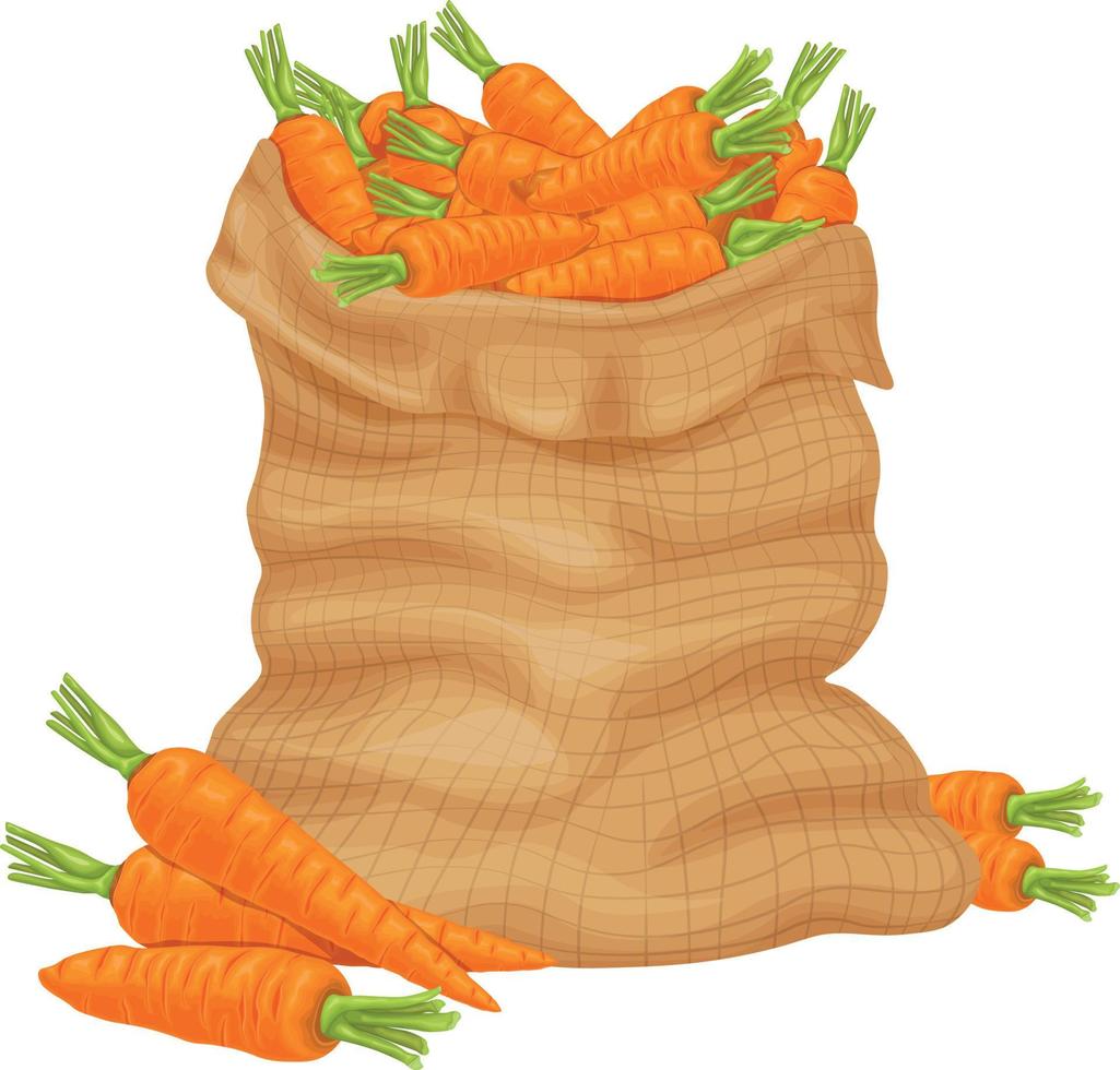 Karotte. eine Tüte reife Karotten. Orange, reife Karotten in einer Tüte. frisches Gemüse. bäuerliche Bio-Produkte. Vektor-Illustration vektor