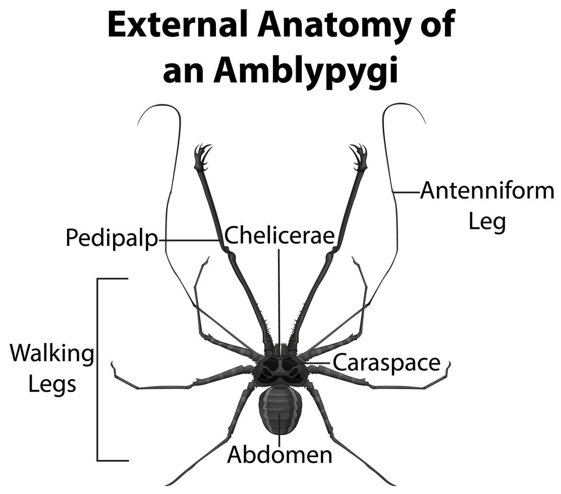 yttre anatomi av en amblypygi på vit bakgrund vektor