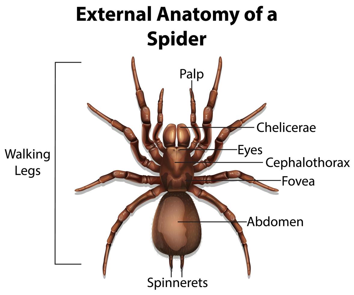 yttre anatomi av en spindel på vit bakgrund vektor