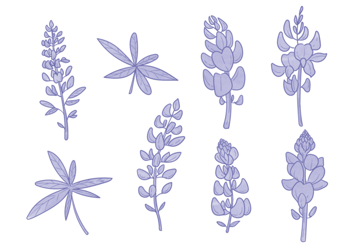 Bluebonnet Flower Vectors