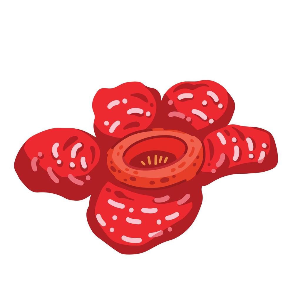 rafflesia arnoldii stor flora blomma färgad vektor illustration isolerat på enkel vit bakgrund. teckning av endemisk blomma den där kan vara hittades i indonesien med tecknad serie platt konst styled konst teckning.