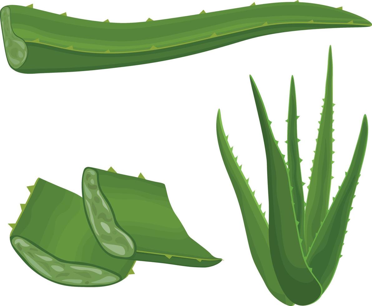 Aloe. Bild der grünen Heilpflanze Aloe Vera. Aloe-Blätter im Schnitt. Vektor-Illustration isoliert auf weißem Hintergrund. für die Gestaltung von Etiketten für die Verpackung von Hautpflegeprodukten vektor