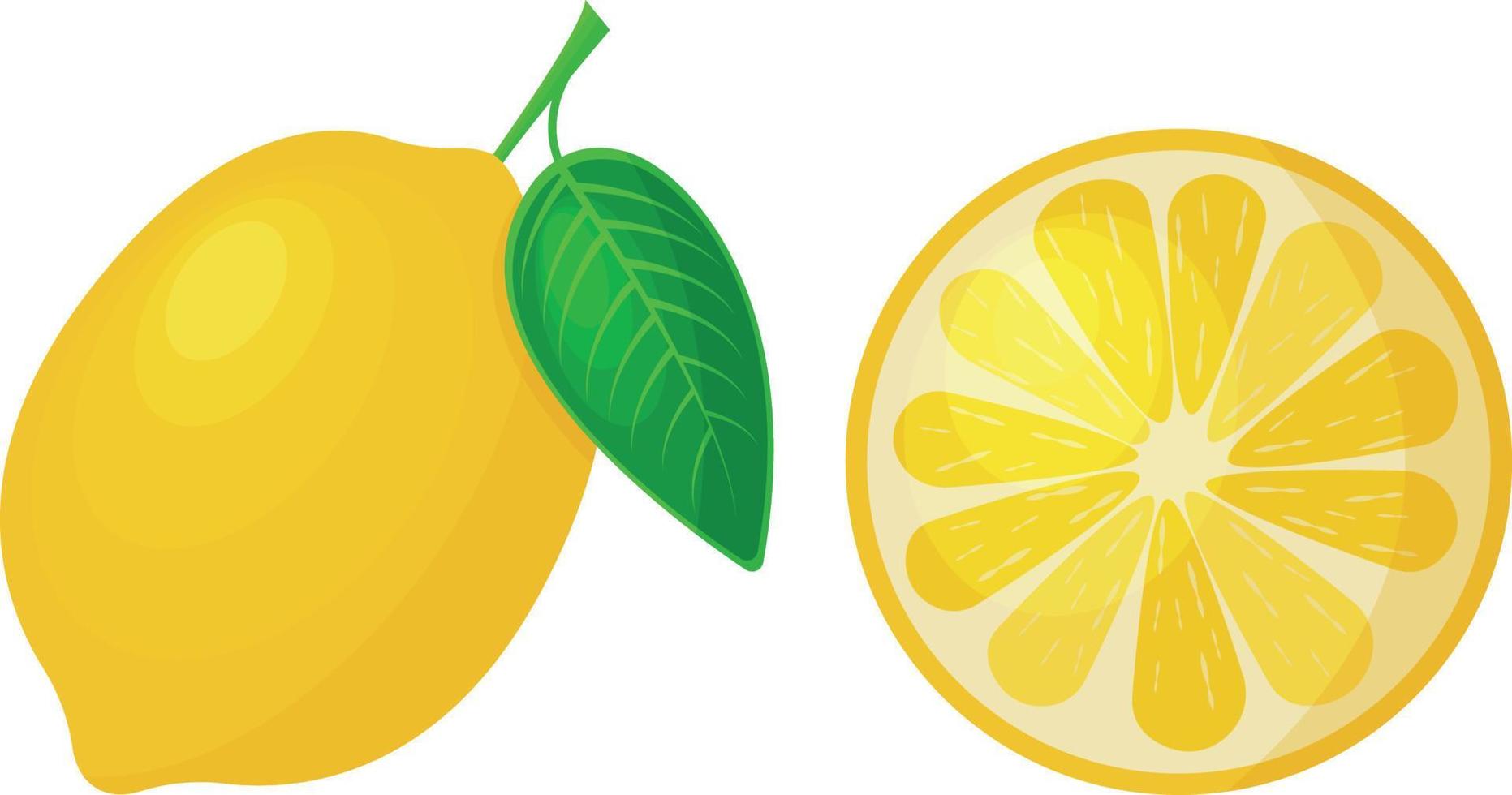 hell reife zitrone saftig gelbe zitrone in ganzer und geschnittener form. reife saure Frucht, Vektorillustration lokalisiert auf weißem Hintergrund. vektor