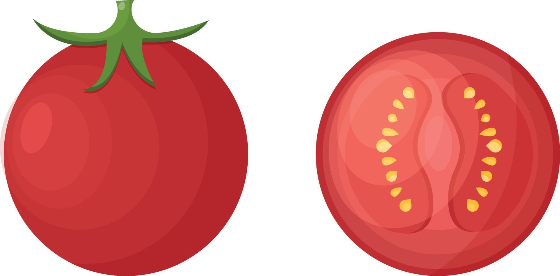 ljus mogen tomat. saftig röd tomat i hela och skära form. mogen grönsak, vektor illustration isolerat på vit bakgrund.