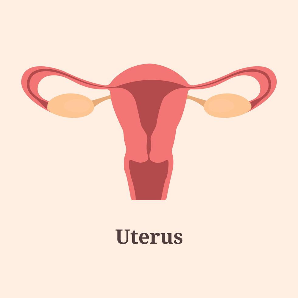 Symbol, Banner, Poster, flache Illustration mit menschlicher Gebärmutter und Text-Gebärmutter vektor