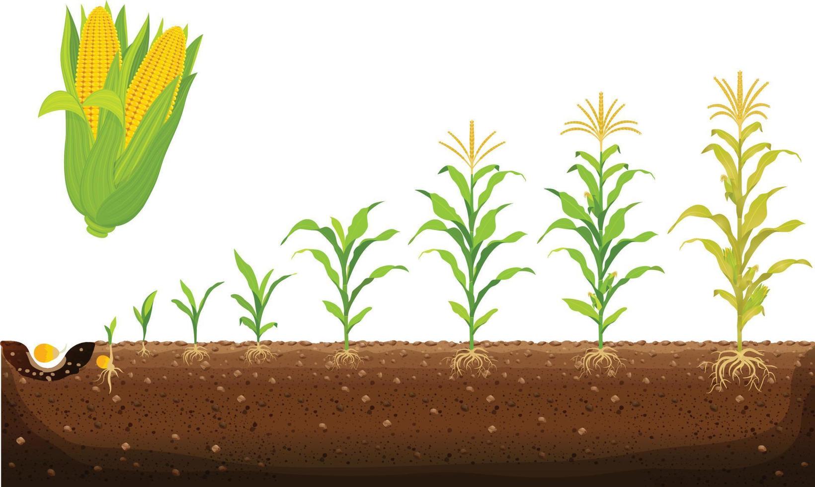 Wachstumszyklus von Mais. Maisanbaustadien Vektorillustration im flachen Design. Pflanzprozess der Maispflanze. Samenkeimung, Wurzelbildung, Triebe mit Blättern und die Erntephase vektor